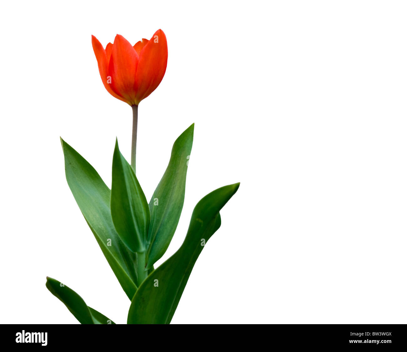 Hermoso tulipán rojo brillante sobre fondo blanco. Foto de stock