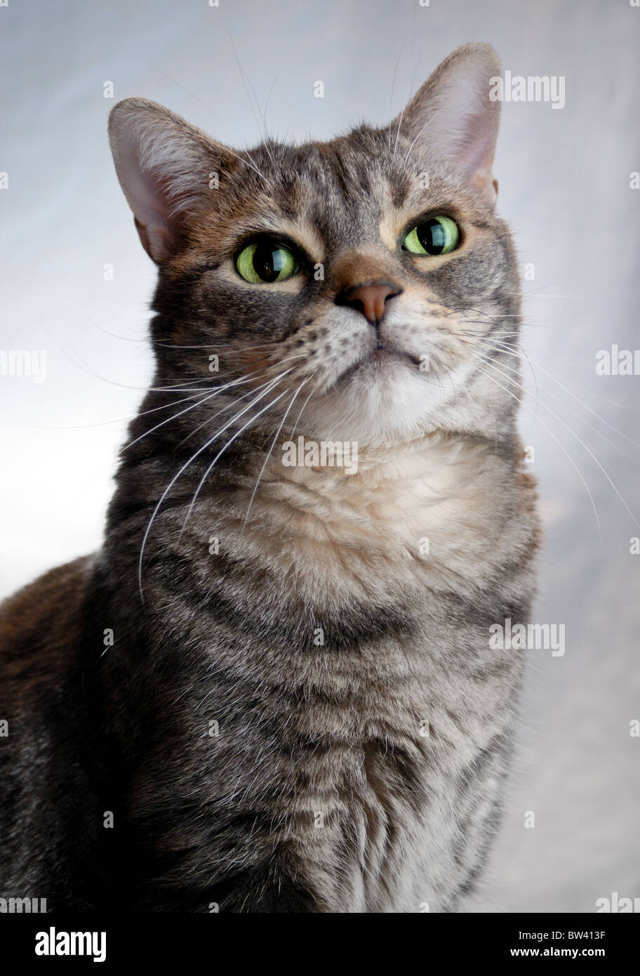 Retrato de un macho de American Shorthair cat. Foto de stock