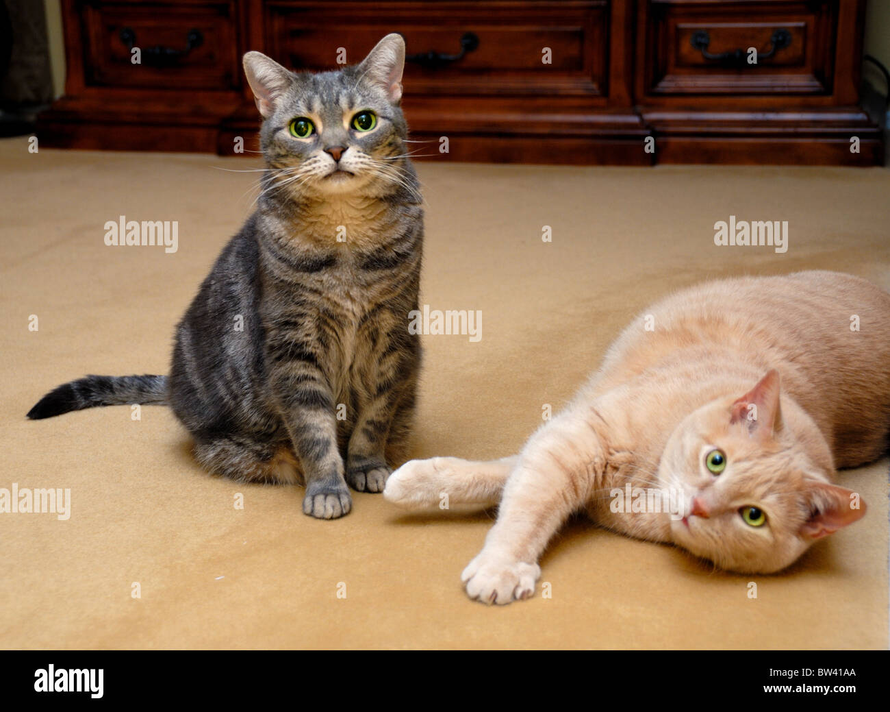 A regal American Shorthair cat (izquierda) y un gato atigrado interna naranja posan juntos para un retrato. Foto de stock