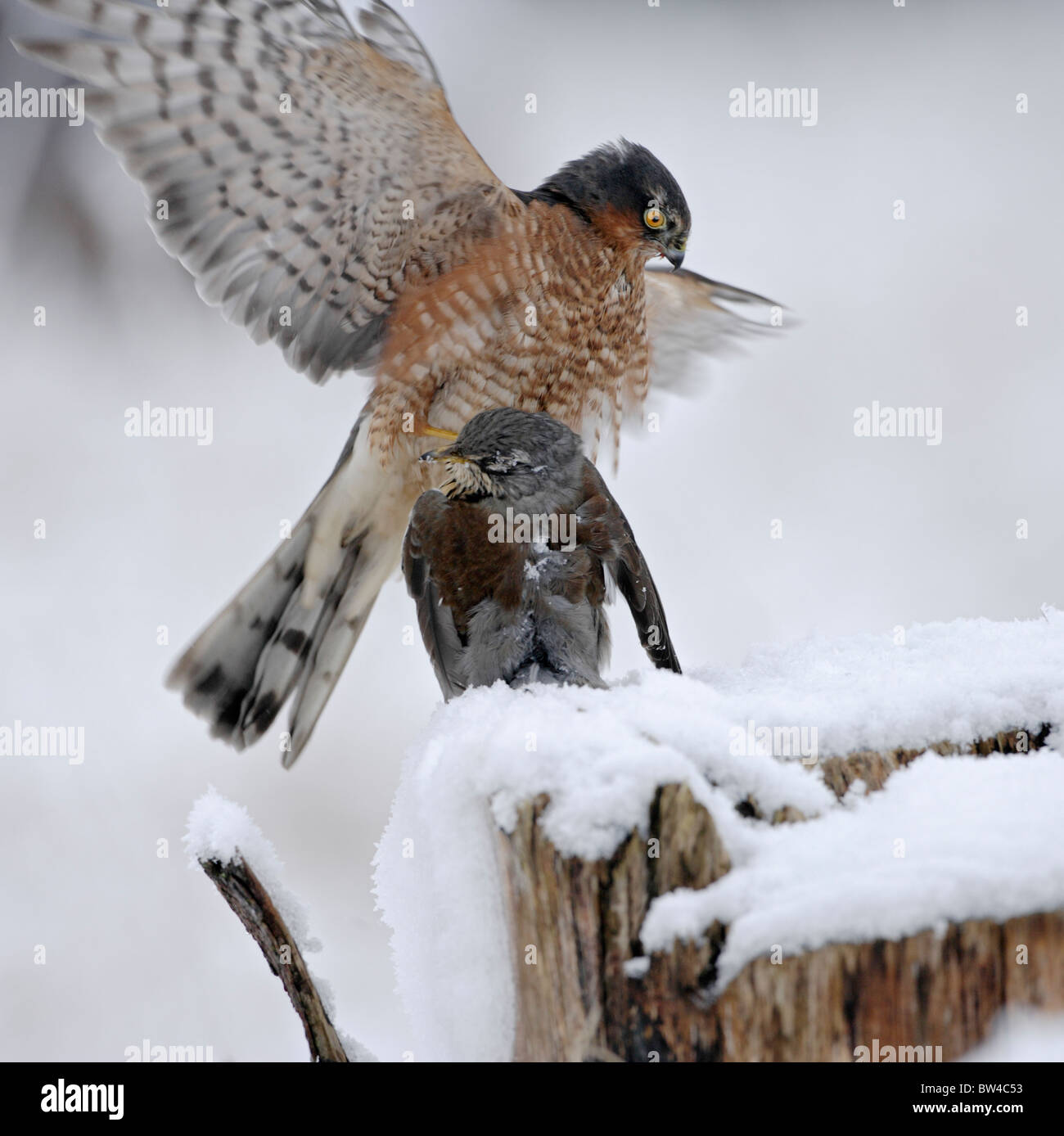Gavilán ( Accipiter nisus ) macho alimentándose de fieldfare en la nieve Foto de stock