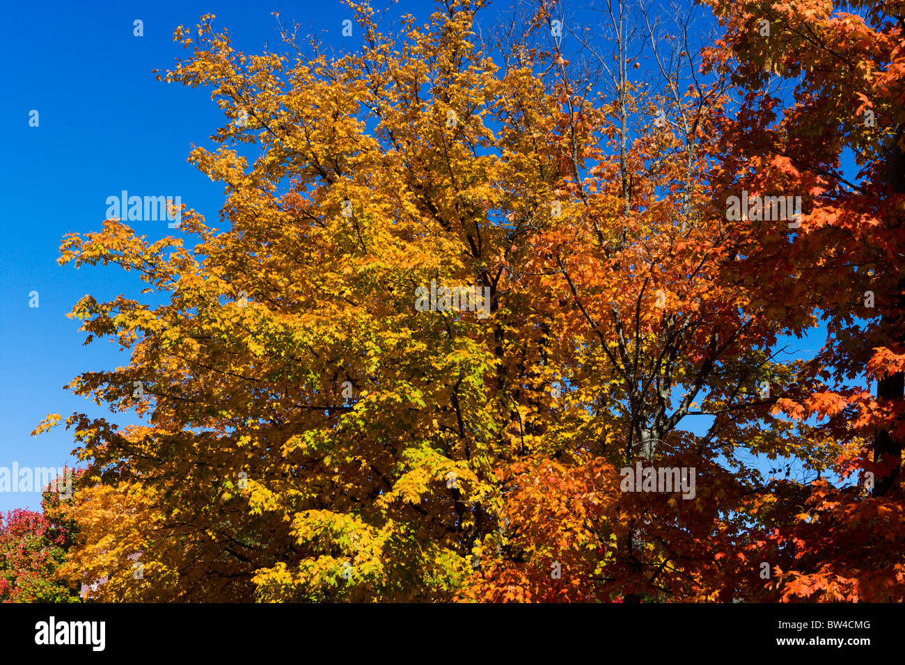 El follaje de otoño en Lookout Mountain, Chattanooga, Tennessee, EE.UU. Foto de stock
