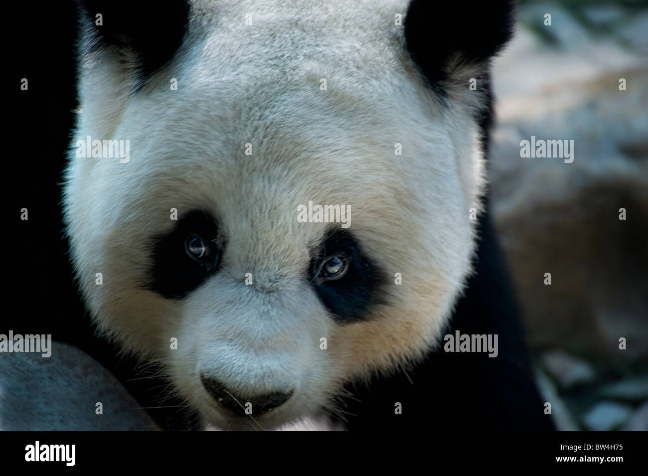 Oso Panda gigante Foto de stock