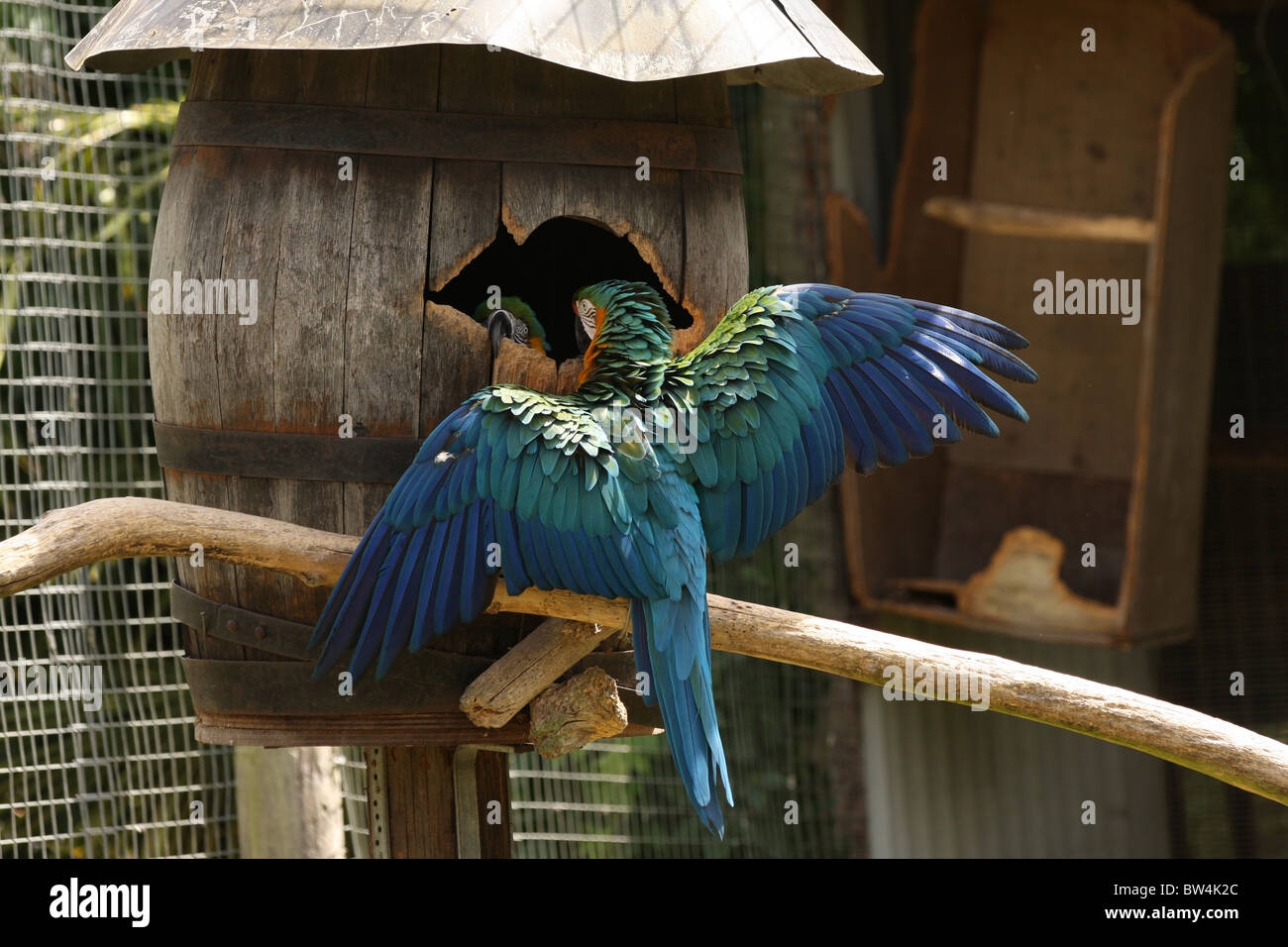 Guacamayo azul y dorado con sus alas, protegiendo su nido barril de verificación. Foto de stock