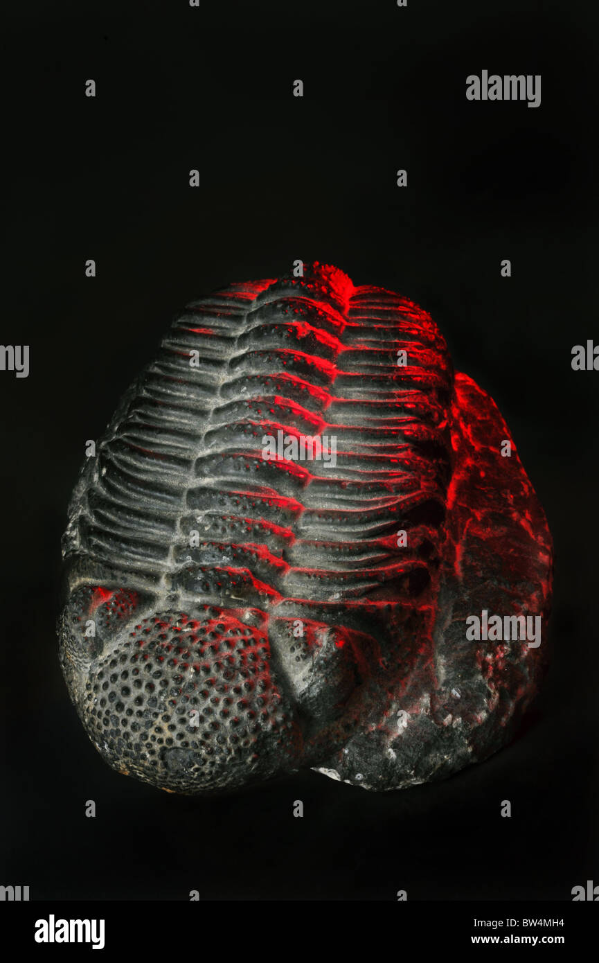 300 millones de años, Trilobite Foto de stock