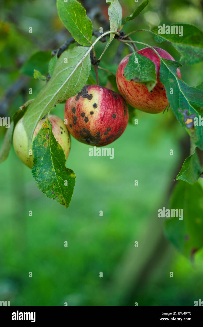 Apple moteado (Venturia inaequalis) en falstaff manzanas que crecen en un huerto. Foto de stock