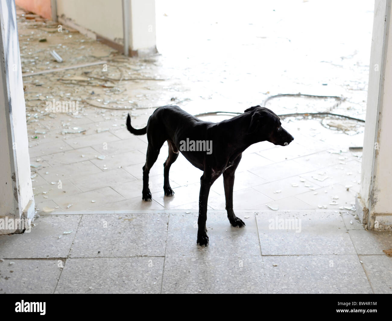 Perro delgado fotografías e imágenes de alta resolución - Página 10 - Alamy