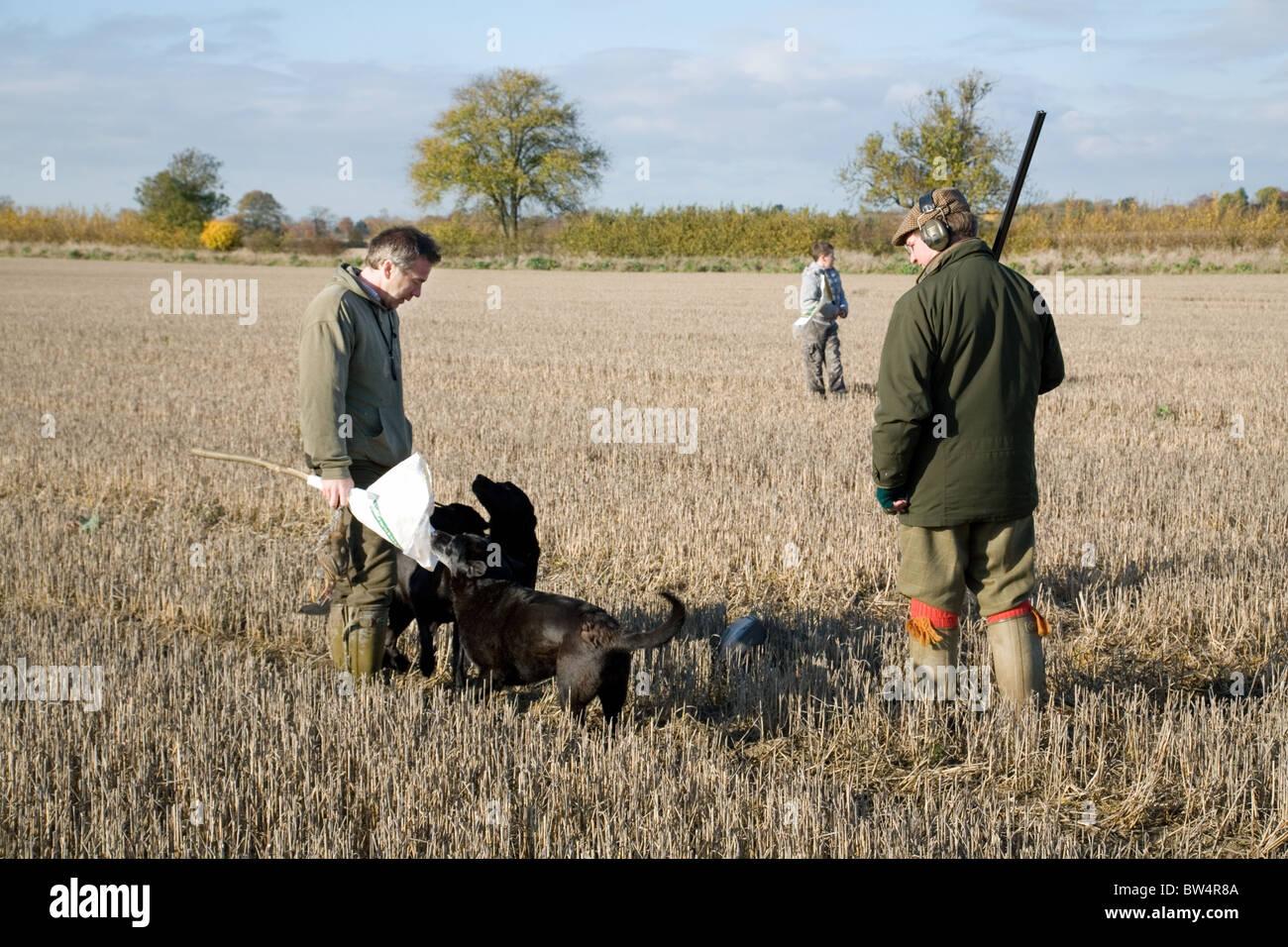 Un shooter conversa con un batidor con su pistola perros durante un ave de caza disparar, Cambridgeshire, Reino Unido Foto de stock