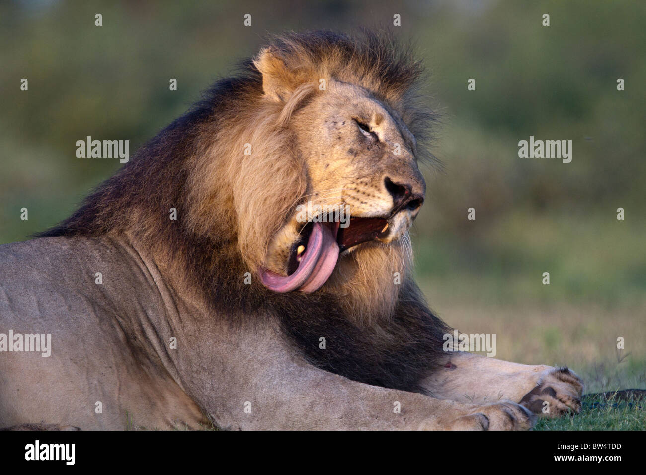 Lion abriendo su boca ancha a lamer su piel Foto de stock