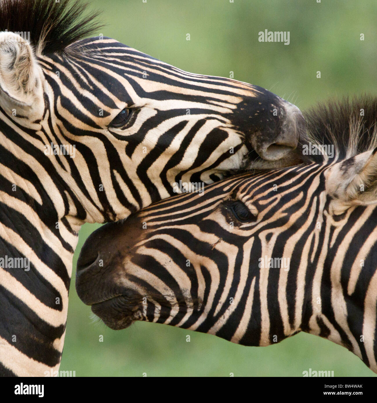 Llanuras cebra (Equus quagga), anteriormente conocida como Burchell zebra (Equus burchelli) Foto de stock