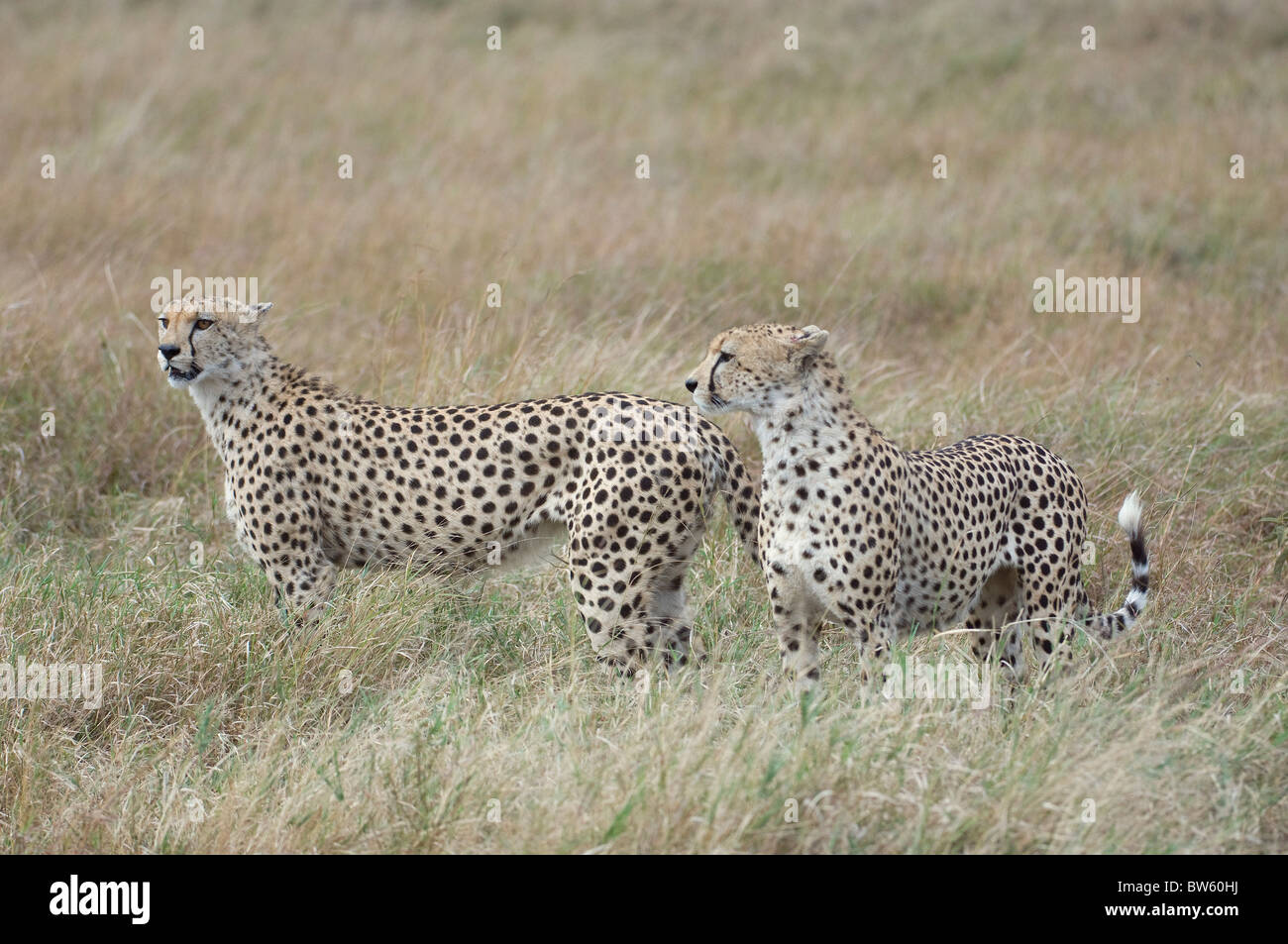 Dos hombres Cheetah de pie en el césped largo PARQUE NACIONAL Masai Mara en Kenya Foto de stock