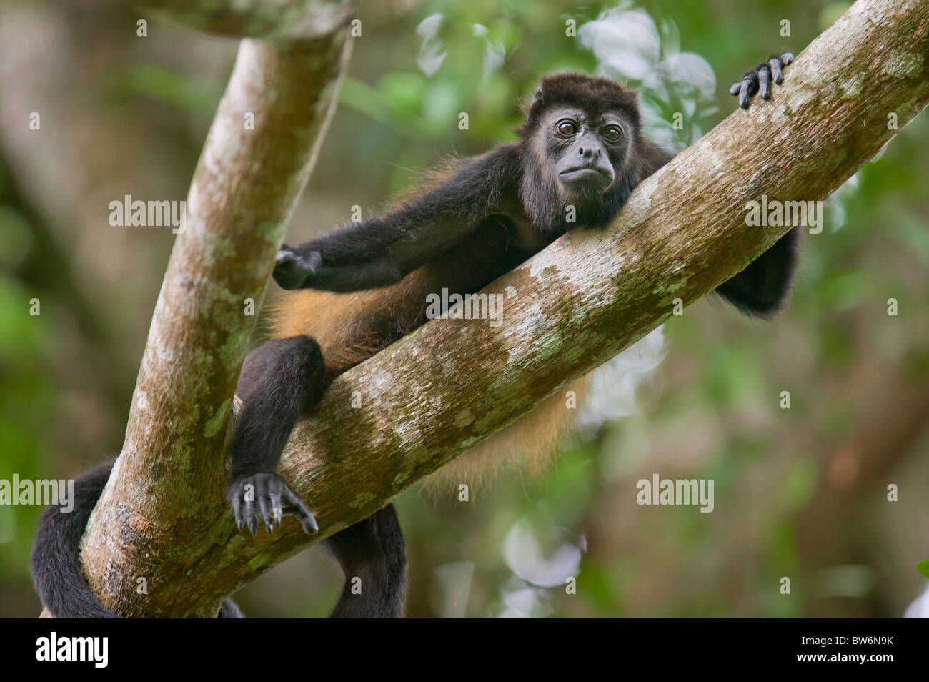 Los monos aulladores de manto, Tortuguero, Costa Rica, América Central. Foto de stock