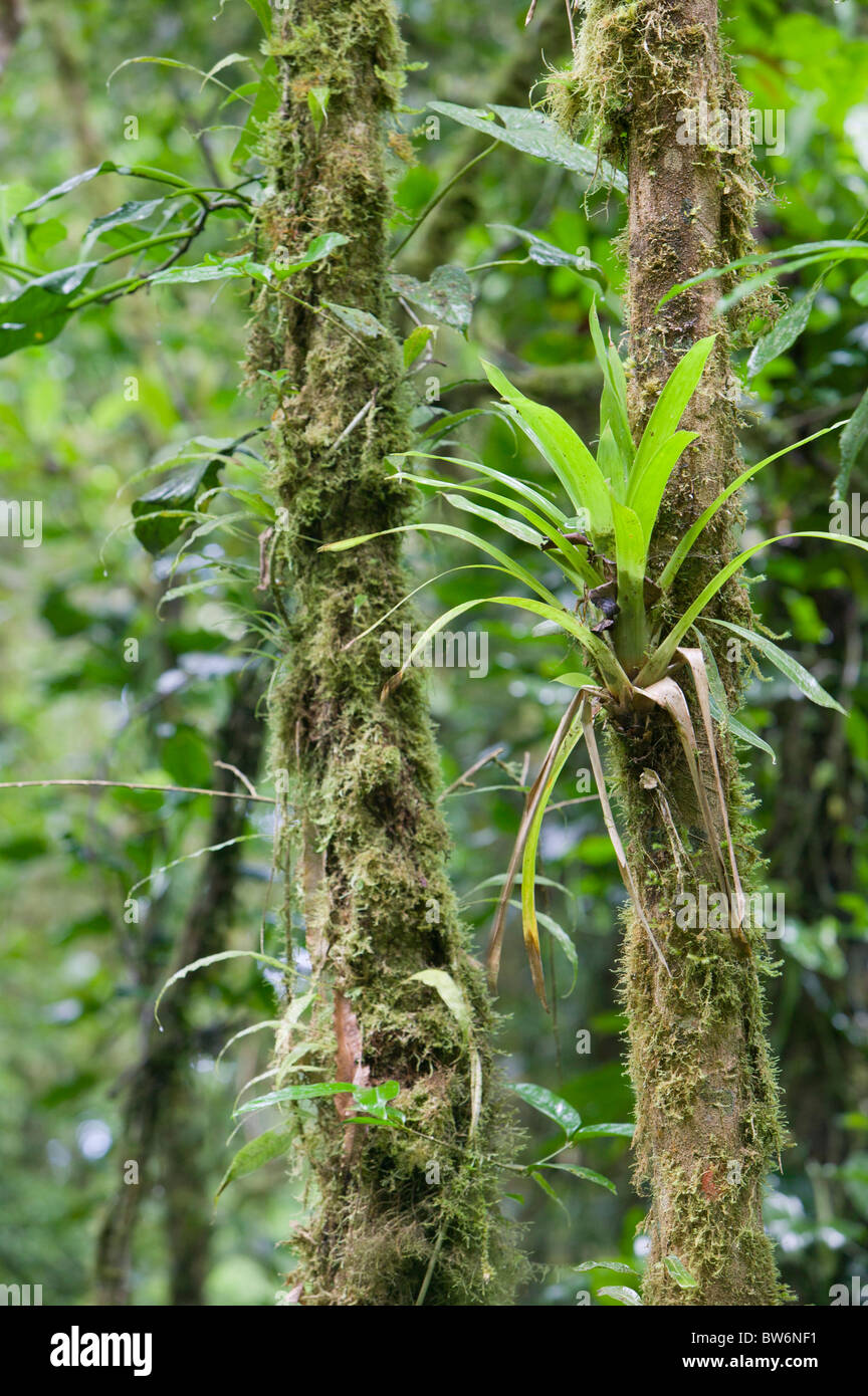 Las epifitas, Monte Verde, Bosque Nuboso de Costa Rica, Centroamérica Foto de stock