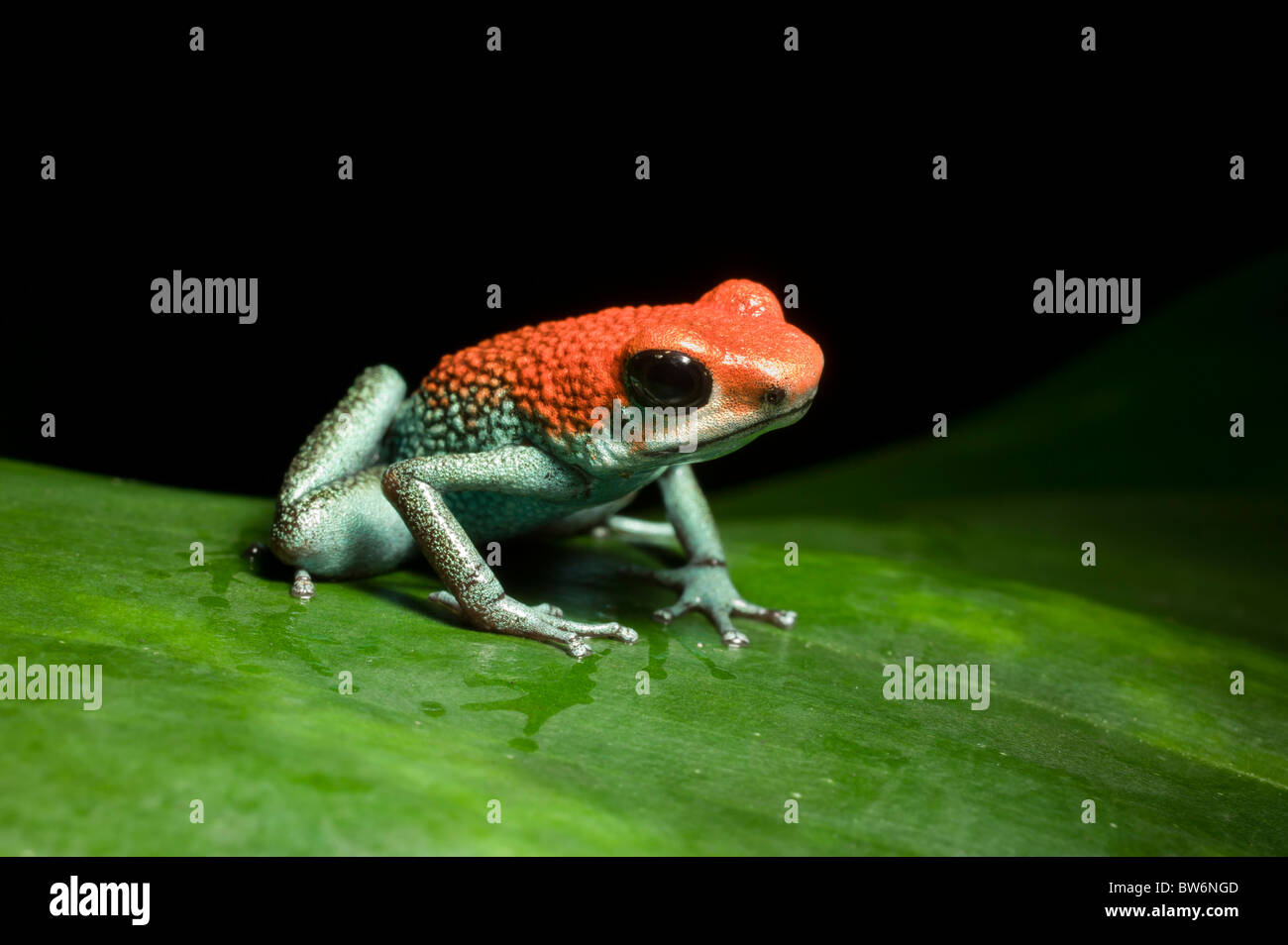 Jeans verde Rana, Dart (Granular, rana venenosa Dendrobates granuliferus), Tiskita, Sur de Costa Rica, Centroamérica Foto de stock