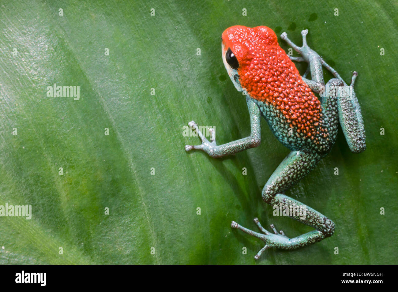 Jeans verde Rana, Dart (Granular, rana venenosa Dendrobates granuliferus), Tiskita, Sur de Costa Rica, Centroamérica Foto de stock
