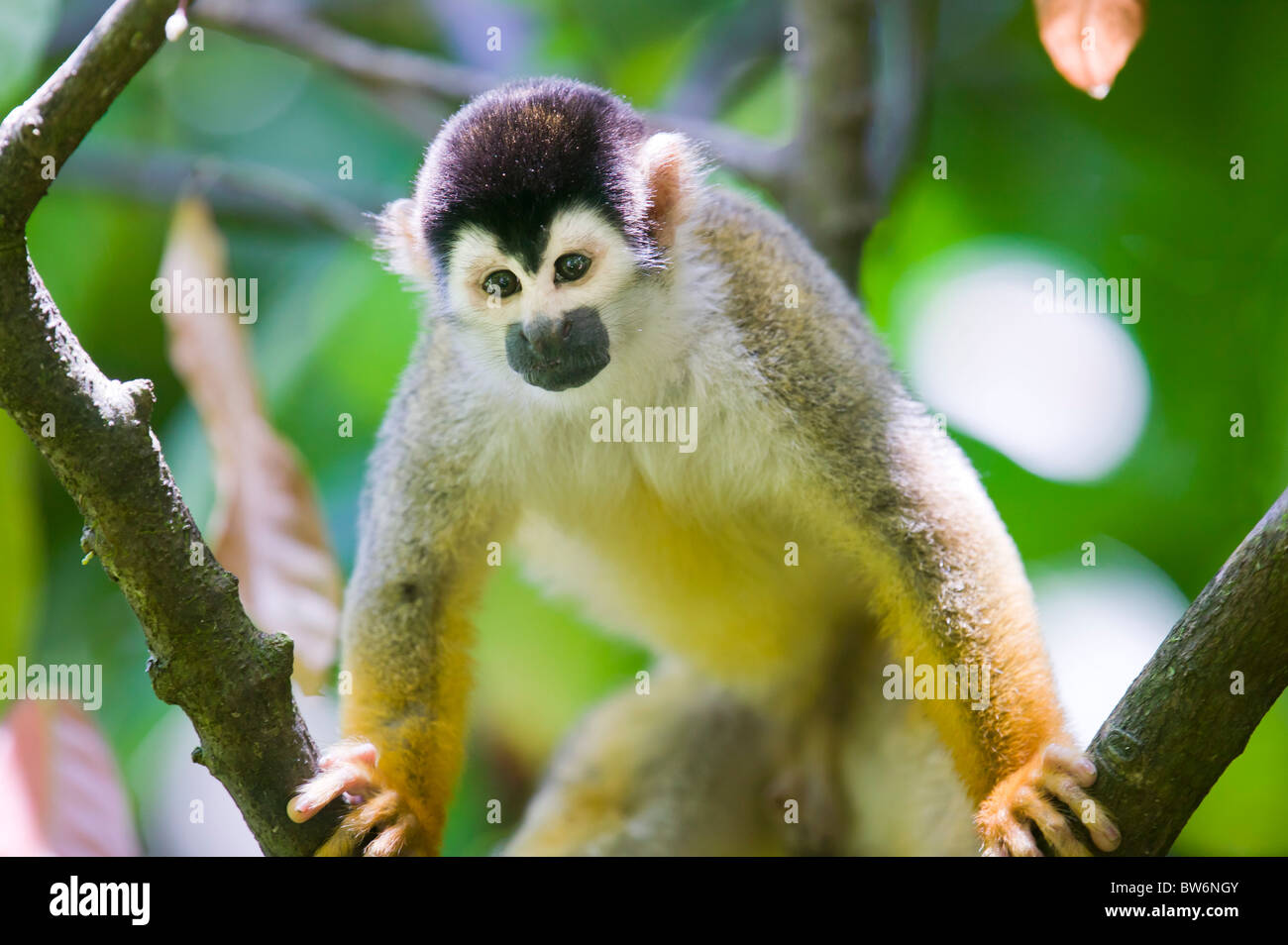 Mono ardilla, Tiskita común, en el sur de Costa Rica, Centroamérica Foto de stock