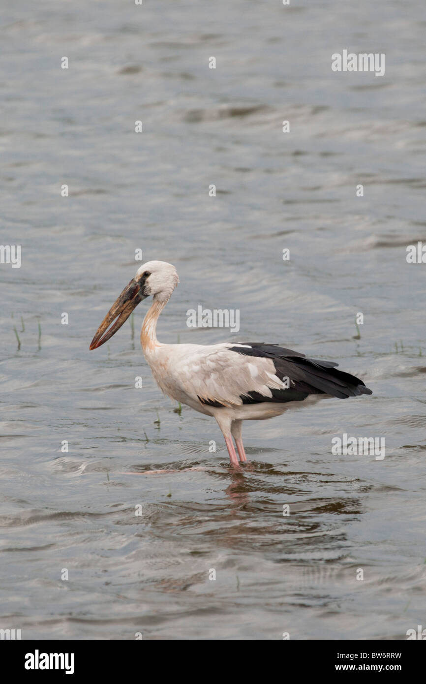 Abra bill cigüeña, Anastomus oscitans, en el Parque Nacional de Minneriya, Sri Lanka Foto de stock