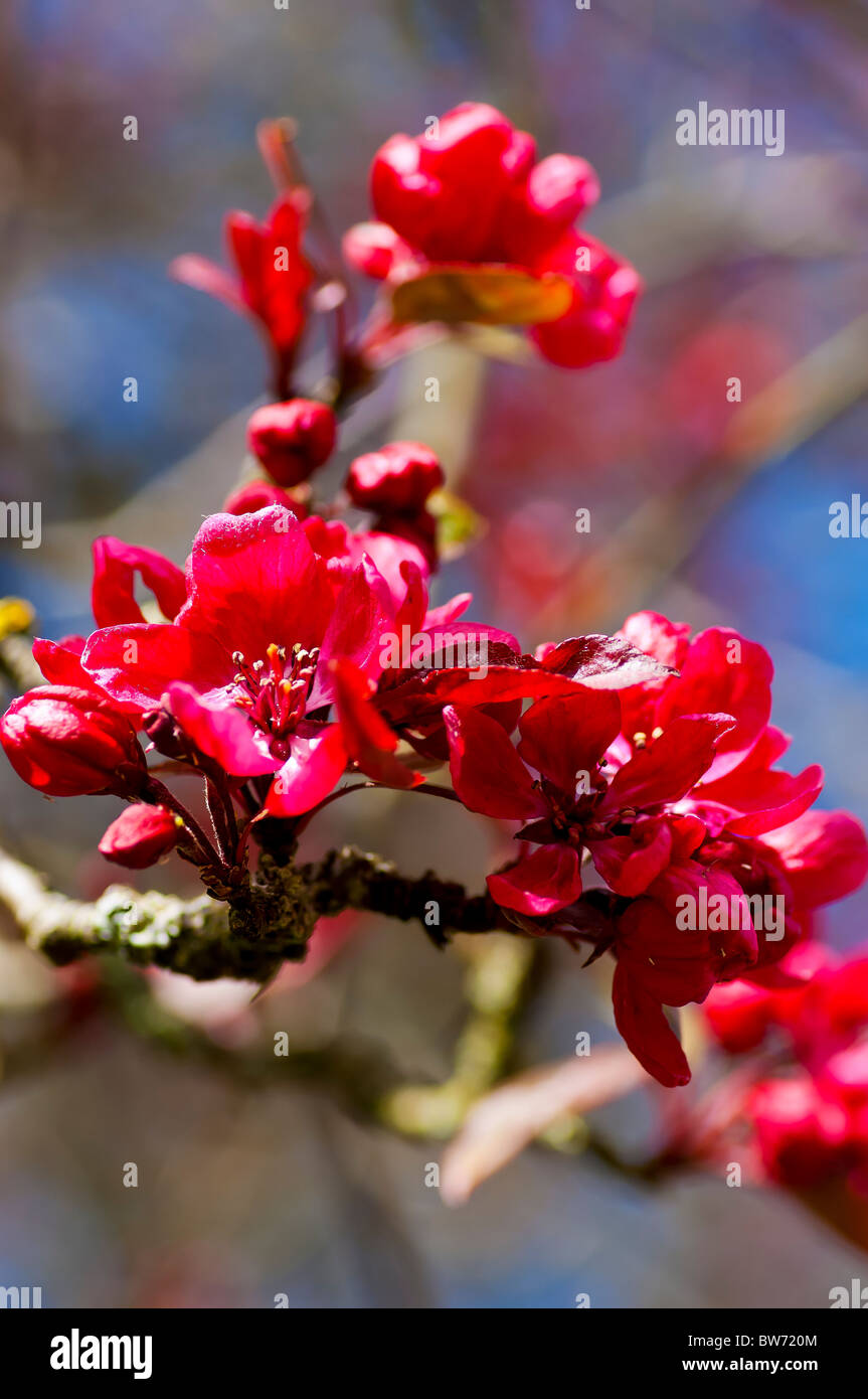 Árbol de cerezo en flor roja Fotografía de stock - Alamy