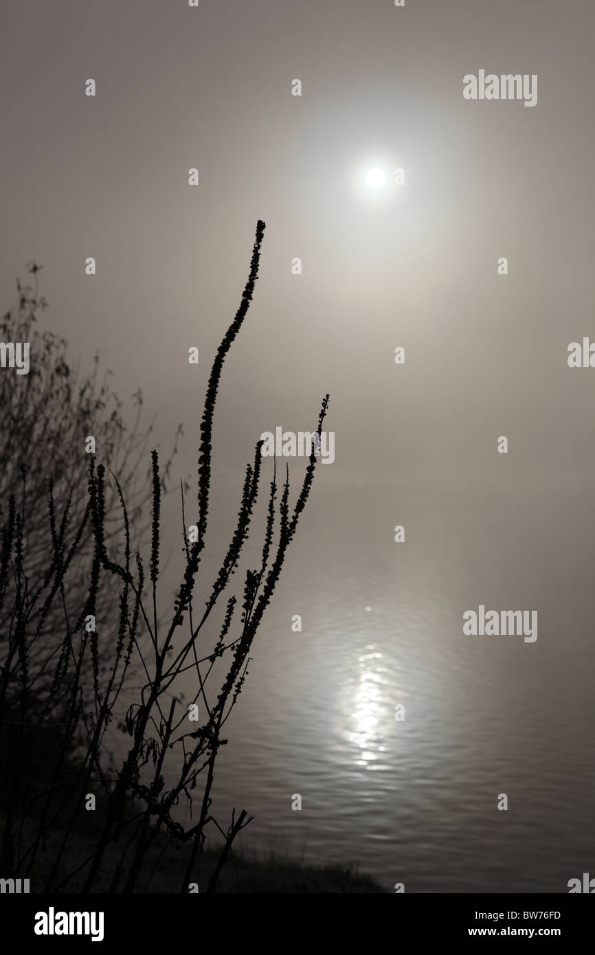 Siluetas waterside plantas con un telón de fondo, el sol reflejado en un lago brumoso morir Foto de stock