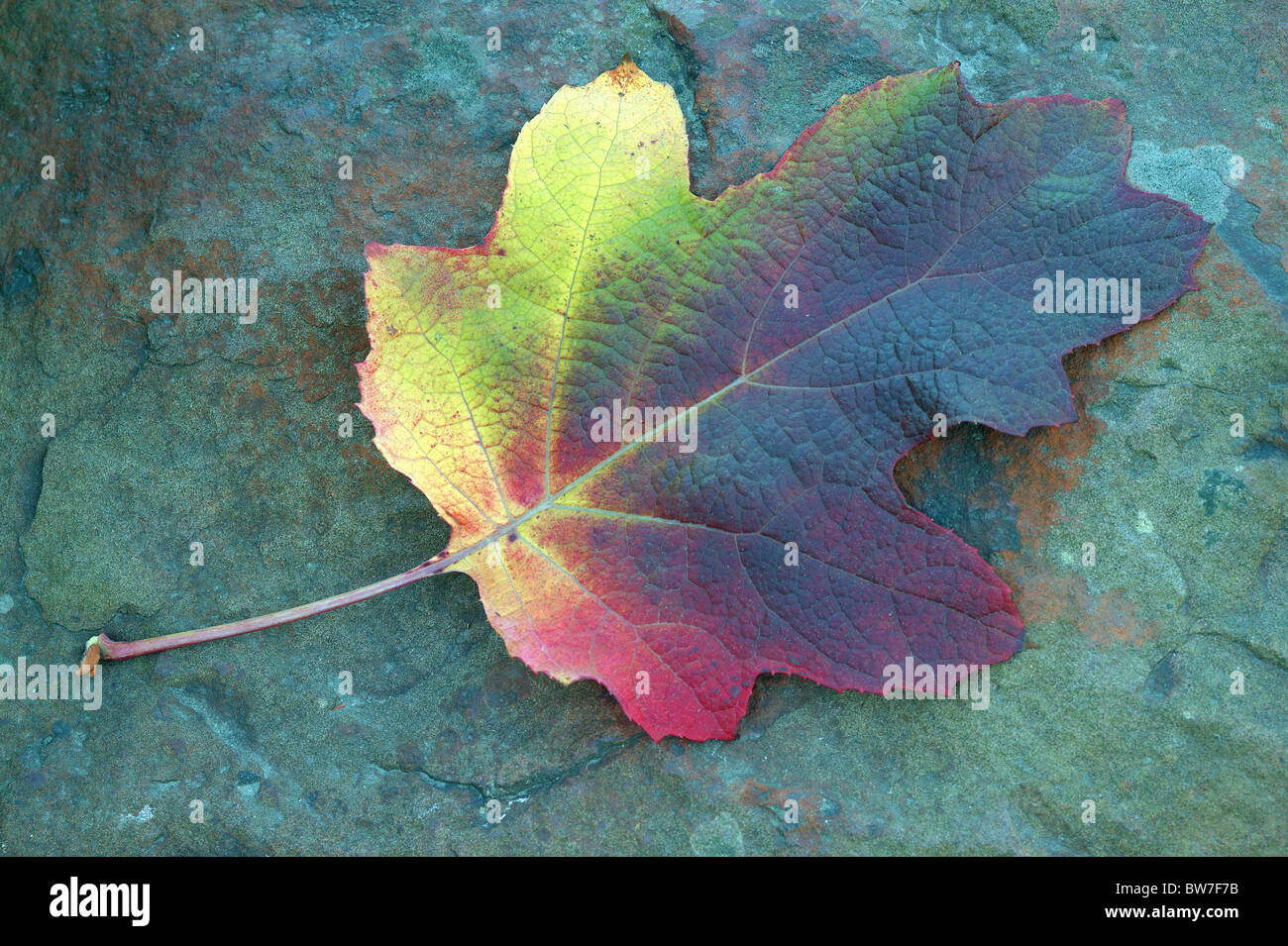 Hydrangea quercifolia multicolor hoja de otoño en la piedra azulada Foto de stock