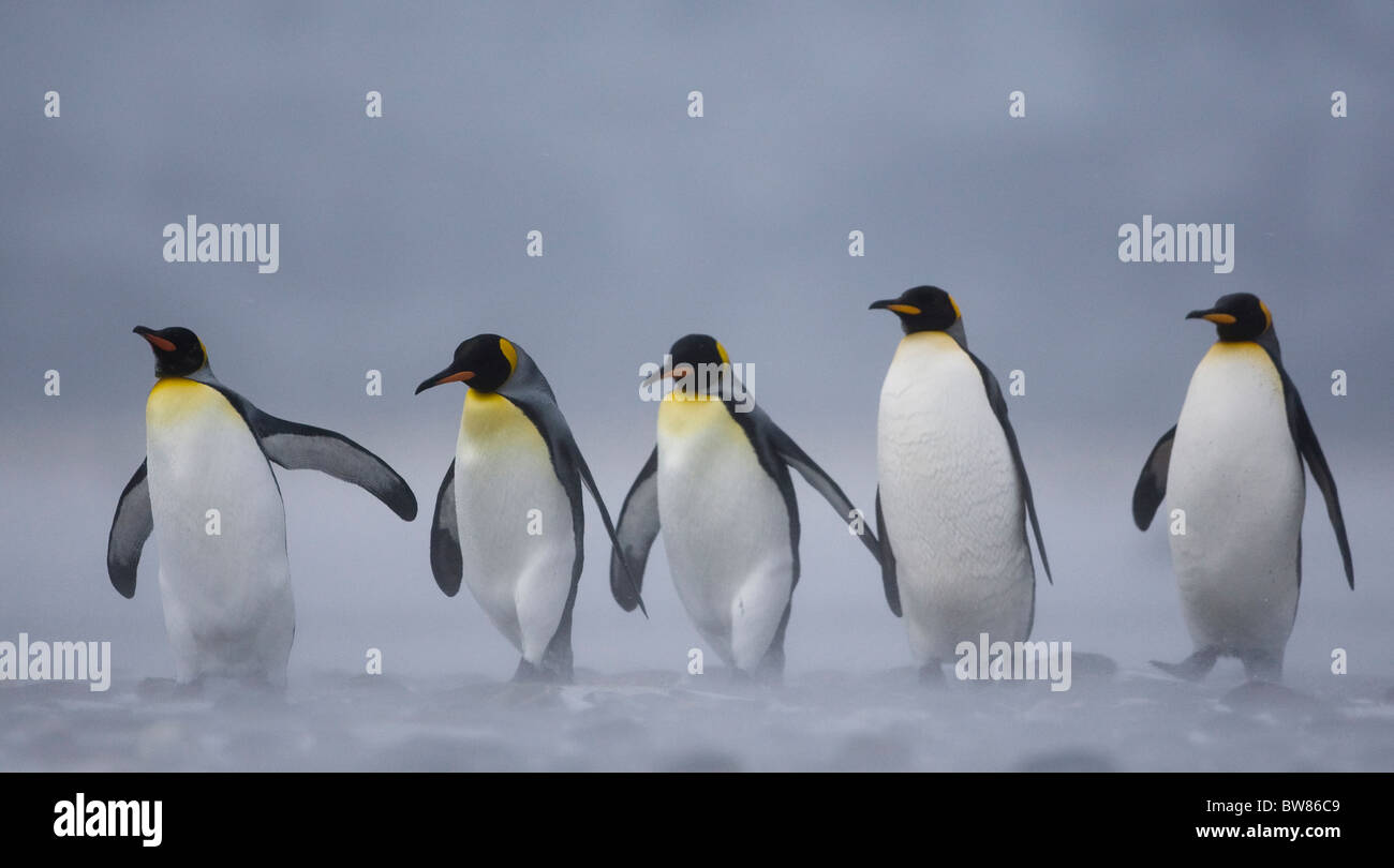 Pingüino Rey (Aptenodytes patagonicus) grupo de tormenta de nieve, la llanura de Salisbury, Georgia del Sur, en la Antártida. Noviembre Foto de stock