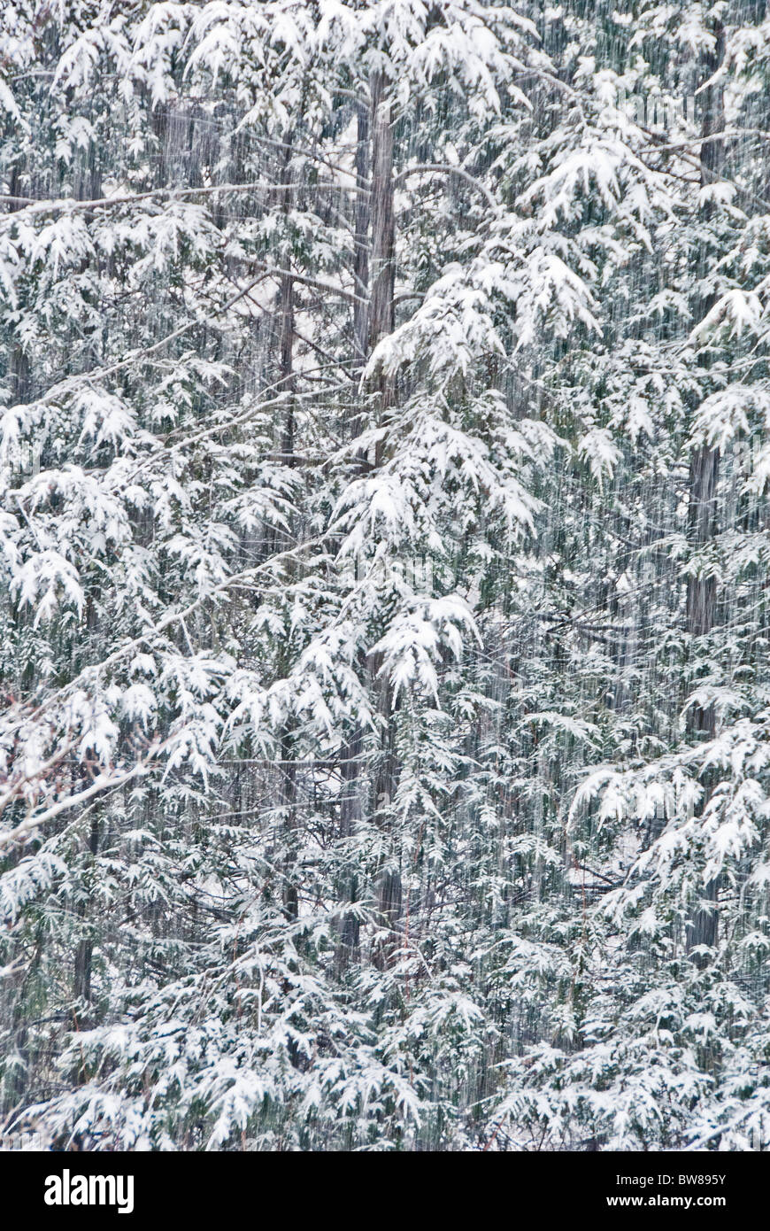 La nieve cubrió la cicuta las ramas de un árbol, en Asheville, Carolina del Norte, EE.UU. Foto de stock