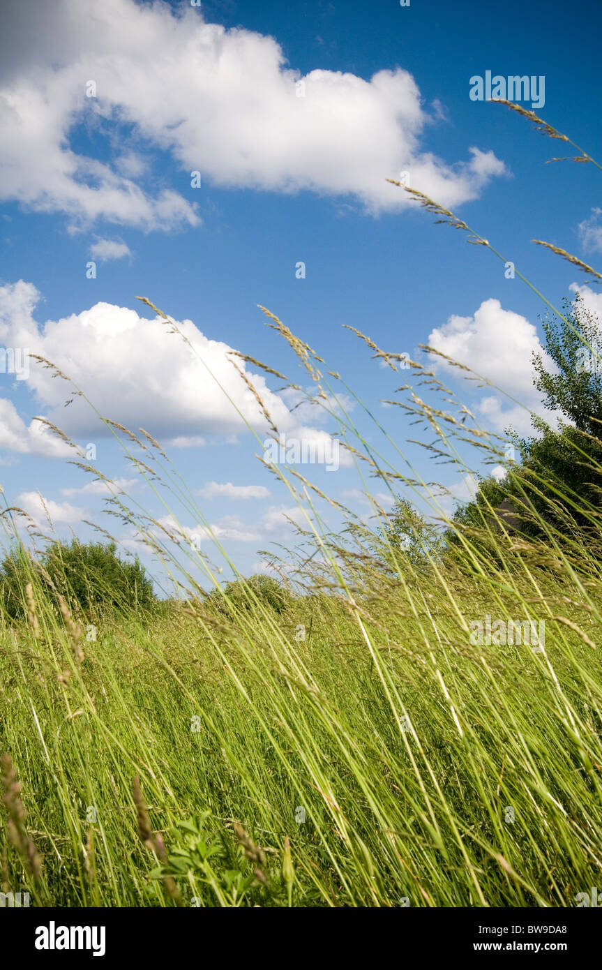 Wild Grass hierba larga pradera praderas cielos azules cielo pastos naturales pastos entorno verde es de todos modos siempre Foto de stock