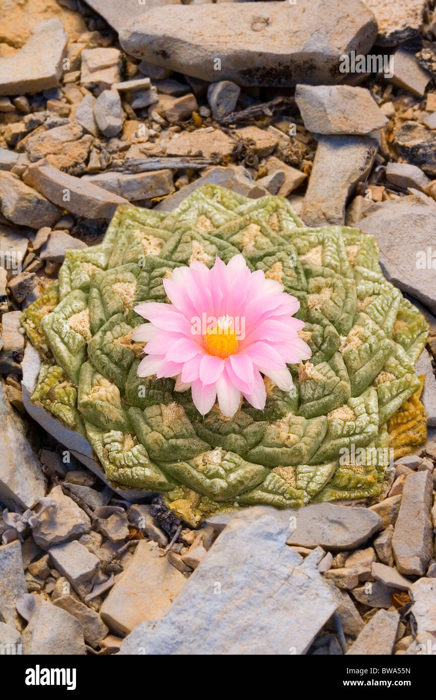 Roca Viva Cactus en flor. Foto de stock