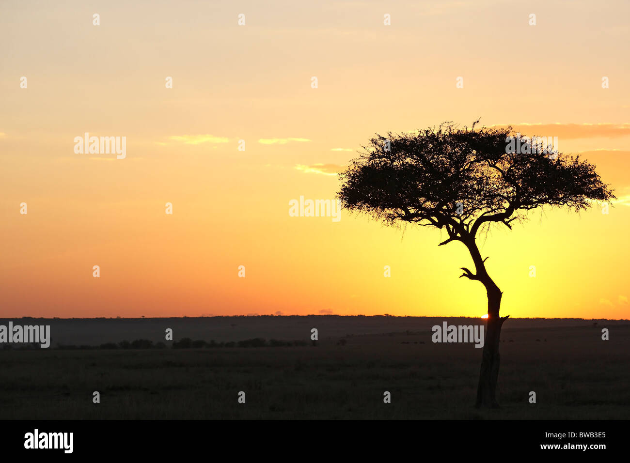 Sunset de Masai Mara, Kenya. Foto de stock