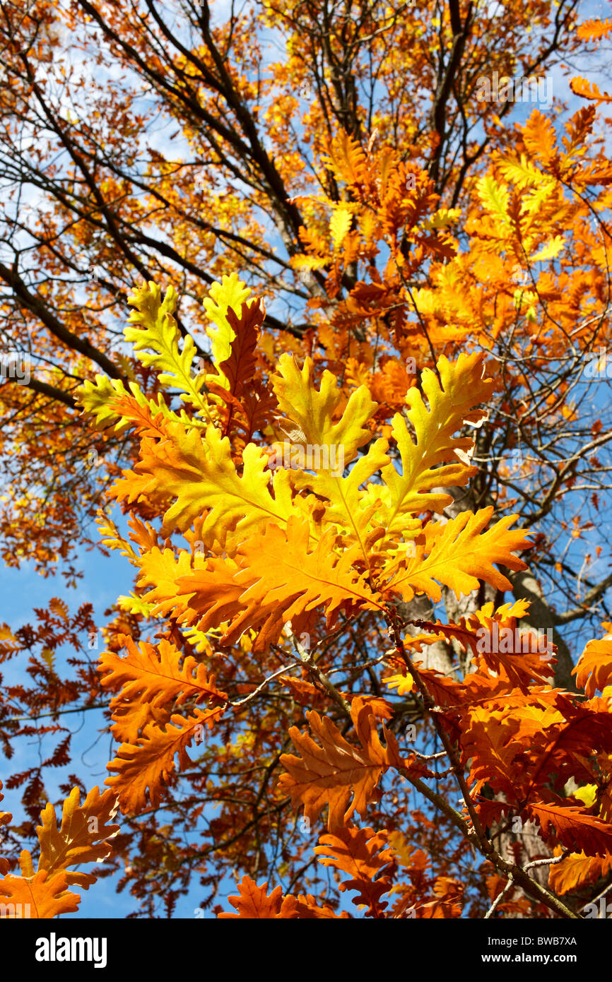 Quercus frainetto - roble Húngaro, otoño Foto de stock