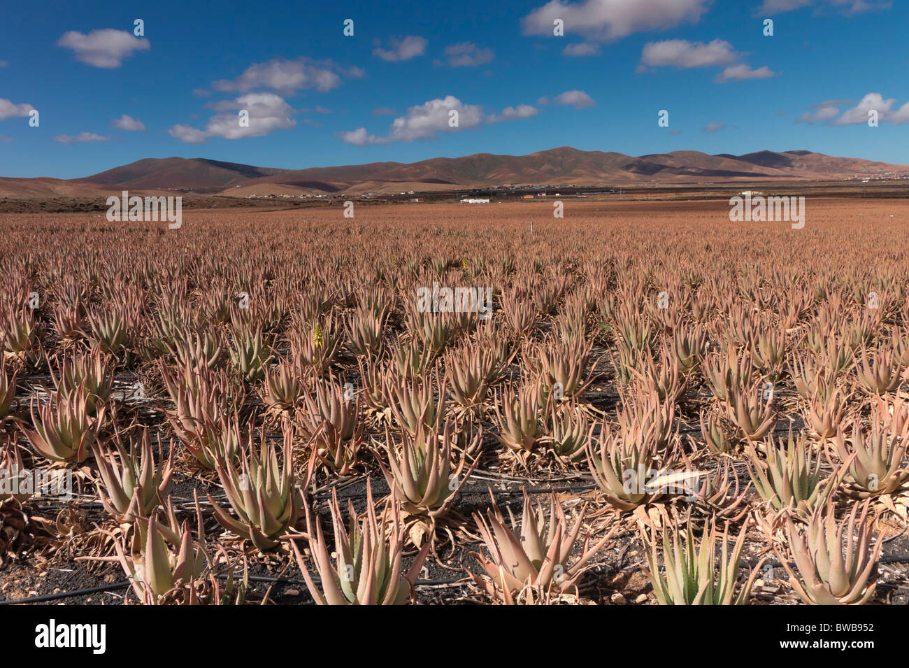 Fuerteventura, Islas Canarias - Savila de Maxorata S.L. Herbaloe plantación  de Aloe Vera. Aloe Vera barbadensis campos. Savimax Fotografía de stock -  Alamy