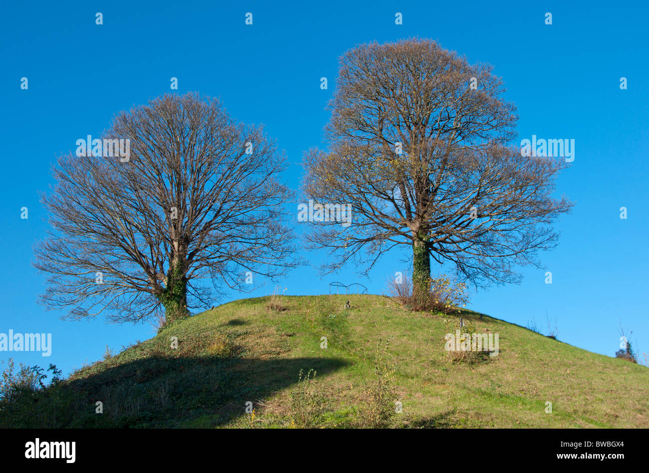 Dos árboles creciendo en Oxford Castle Mound, Oxford, Inglaterra, Reino Unido. Foto de stock