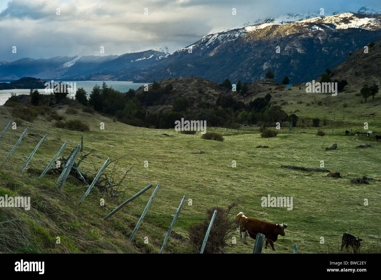 En la granja de ganado por el lago General Carrera, Cordillera de Los Andes, Aysén, Patagonia, Chile Foto de stock
