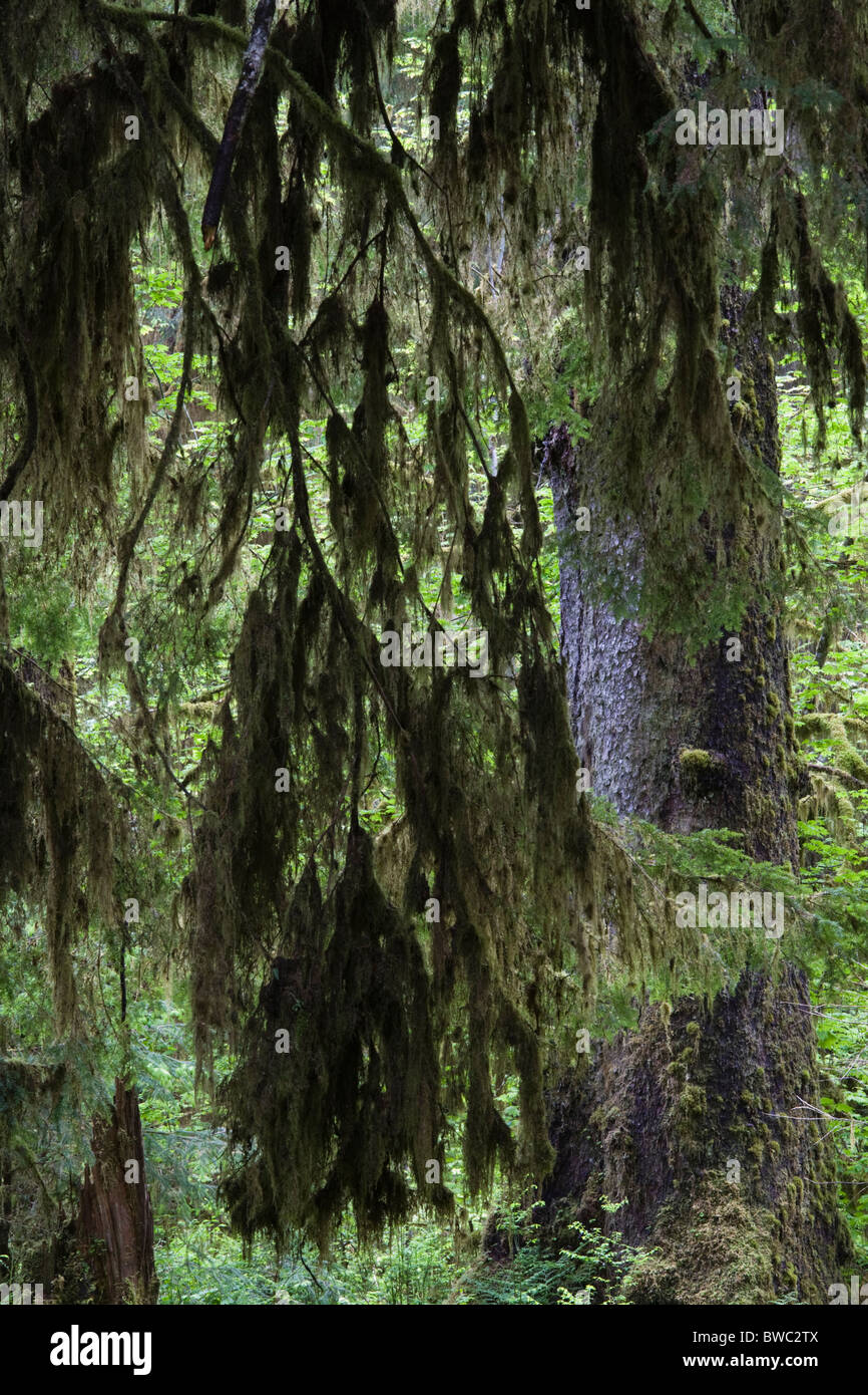 Hoh Rain Forest, el Parque Nacional Olímpico, Estado de Washington, EE.UU. Foto de stock