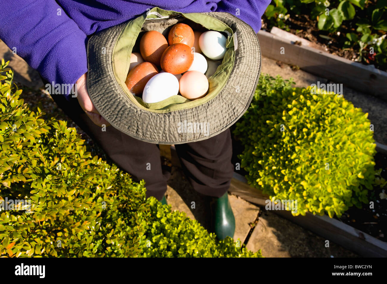 La agricultura, cría de aves de corral, pollos, Lady en su asignación sosteniendo un sombrero con una gran variedad de huevos de rango gratis Foto de stock