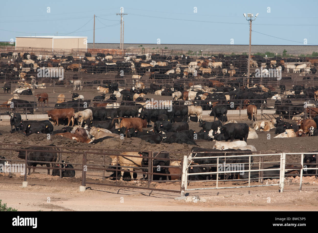 Abarrotado de corrales de engorde de ganado vacuno cerca de Hereford en