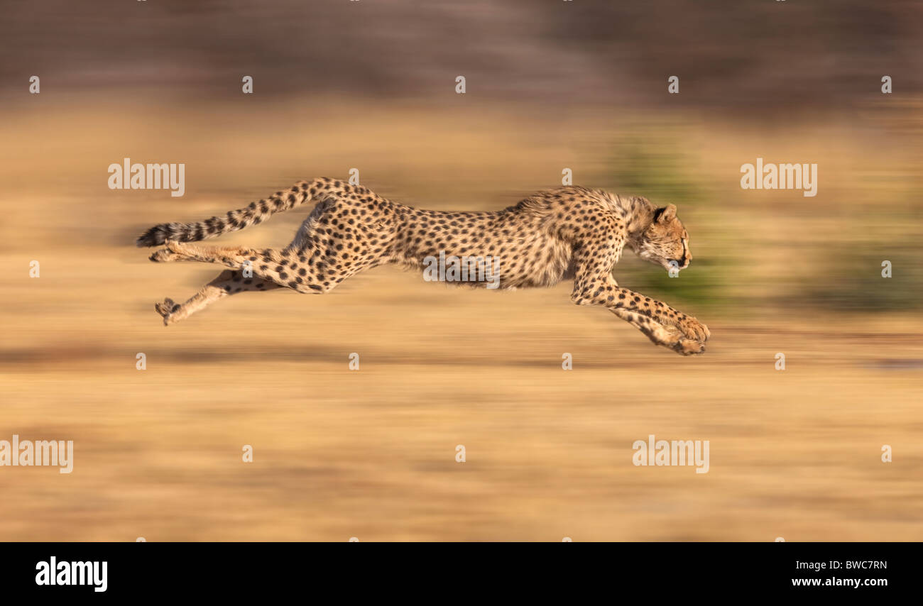 Cheetah persiguiendo la presa en pleno apogeo, Namibia Foto de stock
