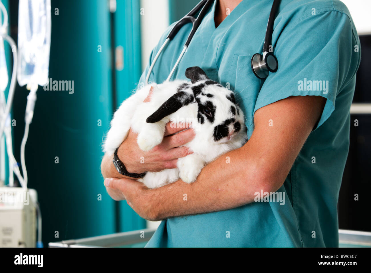 Un conejo en un control en una clínica veterinaria Fotografía de stock