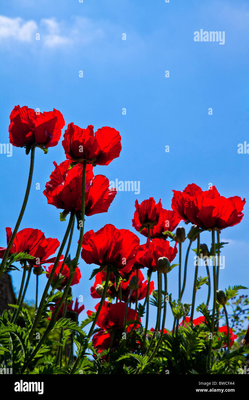 Amapolas rojas, Papaver, en un jardín frente a un cielo azul claro Foto de stock