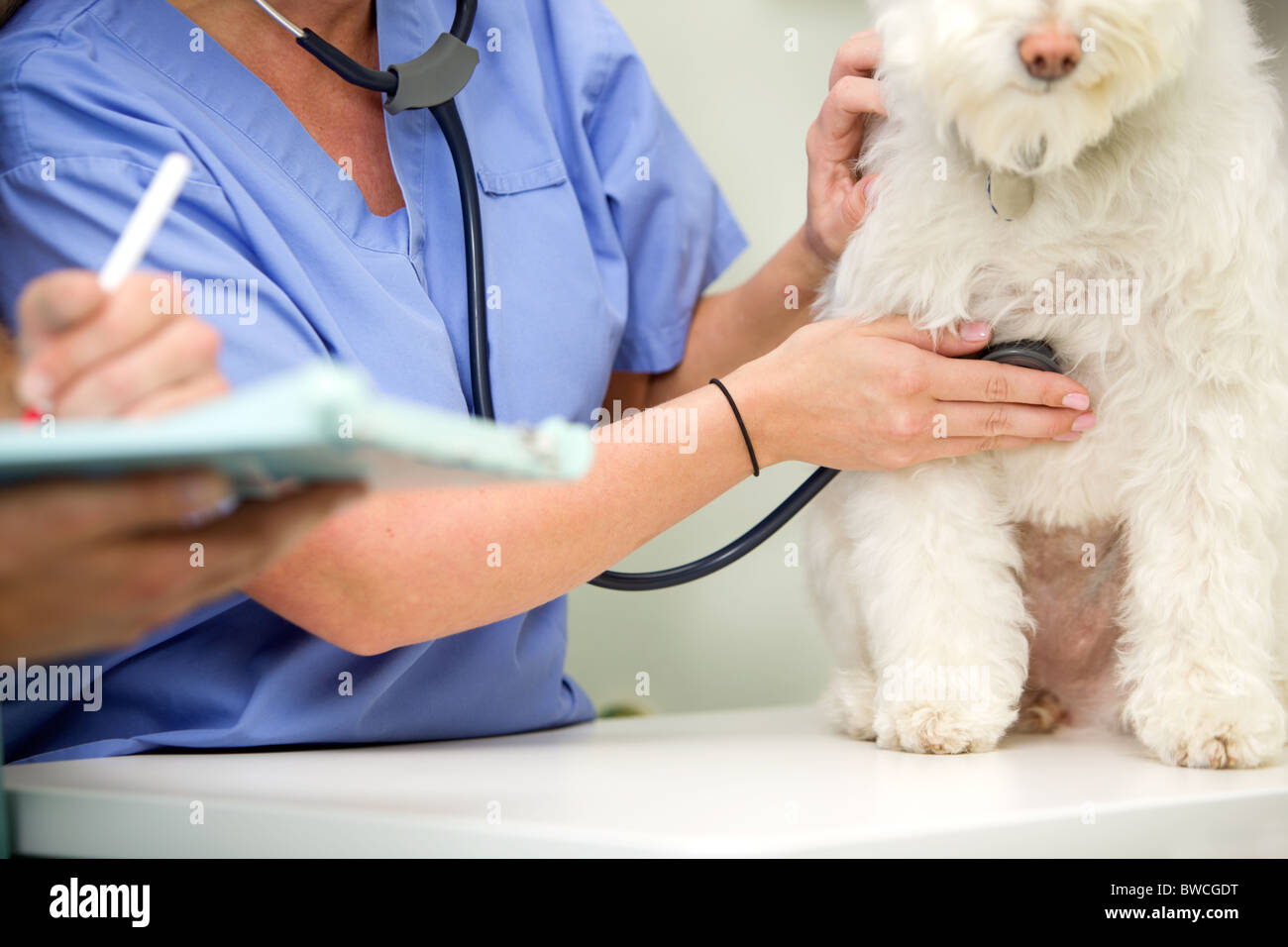 Un perro en una clínica de pequeños animales, habiendo tomado su frecuencia cardiaca Foto de stock