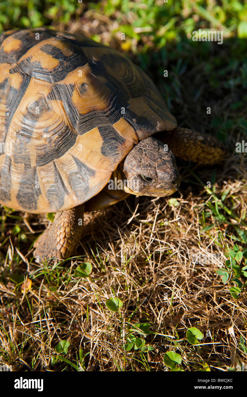 Una tortuga en un campo de hierba Foto de stock