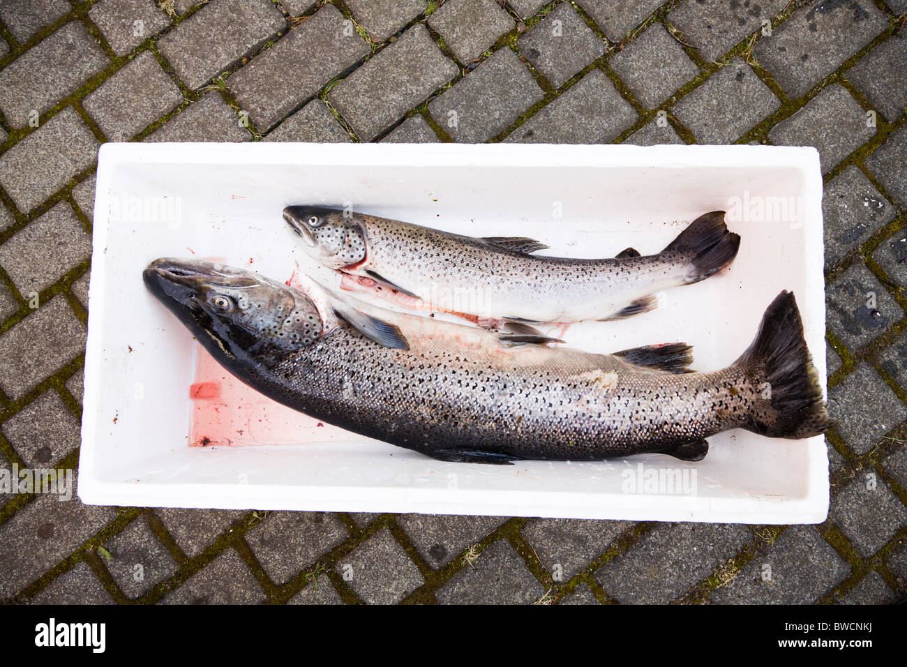 Recién capturados del Salmón en el Atlántico Norte. Islandia Foto de stock