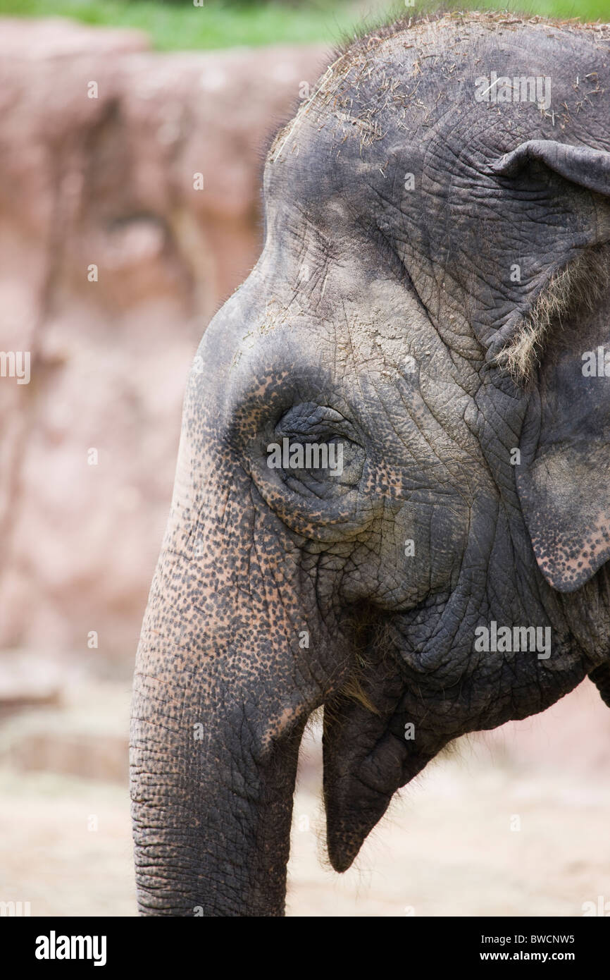 Tampa, Florida, EE.UU., Elephas, headshot Foto de stock