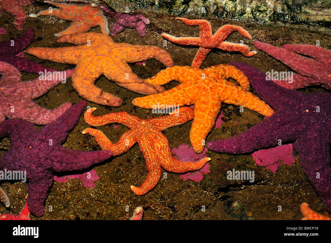 Ocre, estrellas de mar Pisaster ochraceus, estrella de mar, Arco Iris y Orthasterias koehleri, cautiva Foto de stock