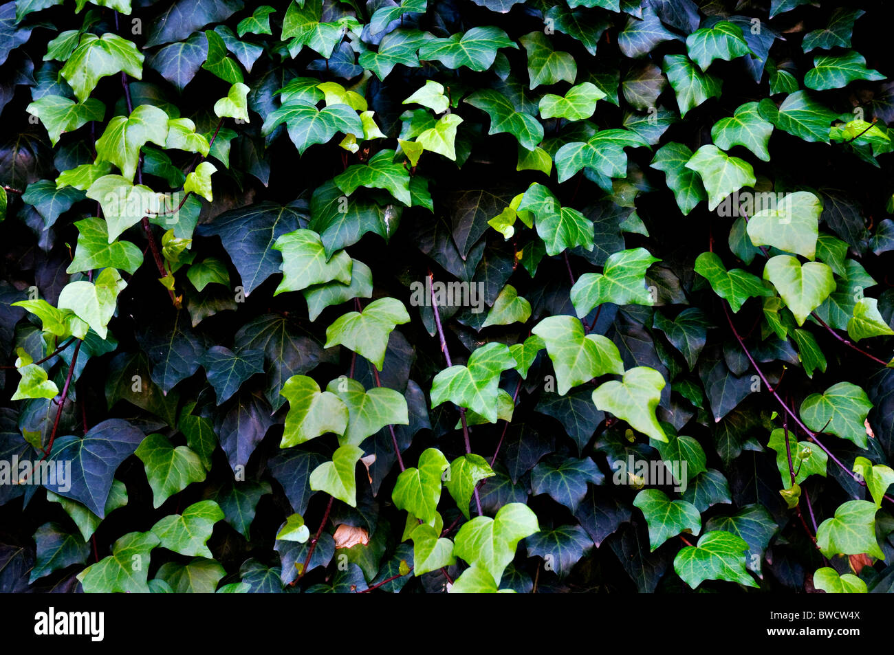 Primeros planos de una hiedra común Foto de stock