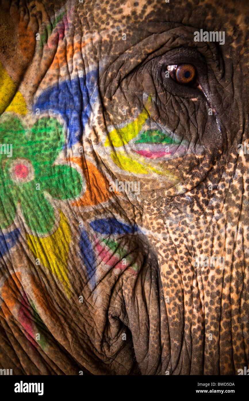 Pintado de elefante del Fuerte Amber en su pequeño y al parecer cruel alojamiento lejos de los turistas. Foto de stock