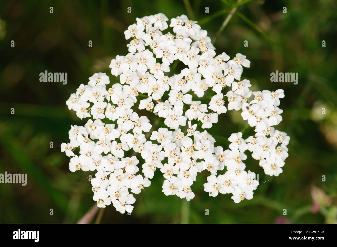 Milenrama Achillea millefolium Foto de stock