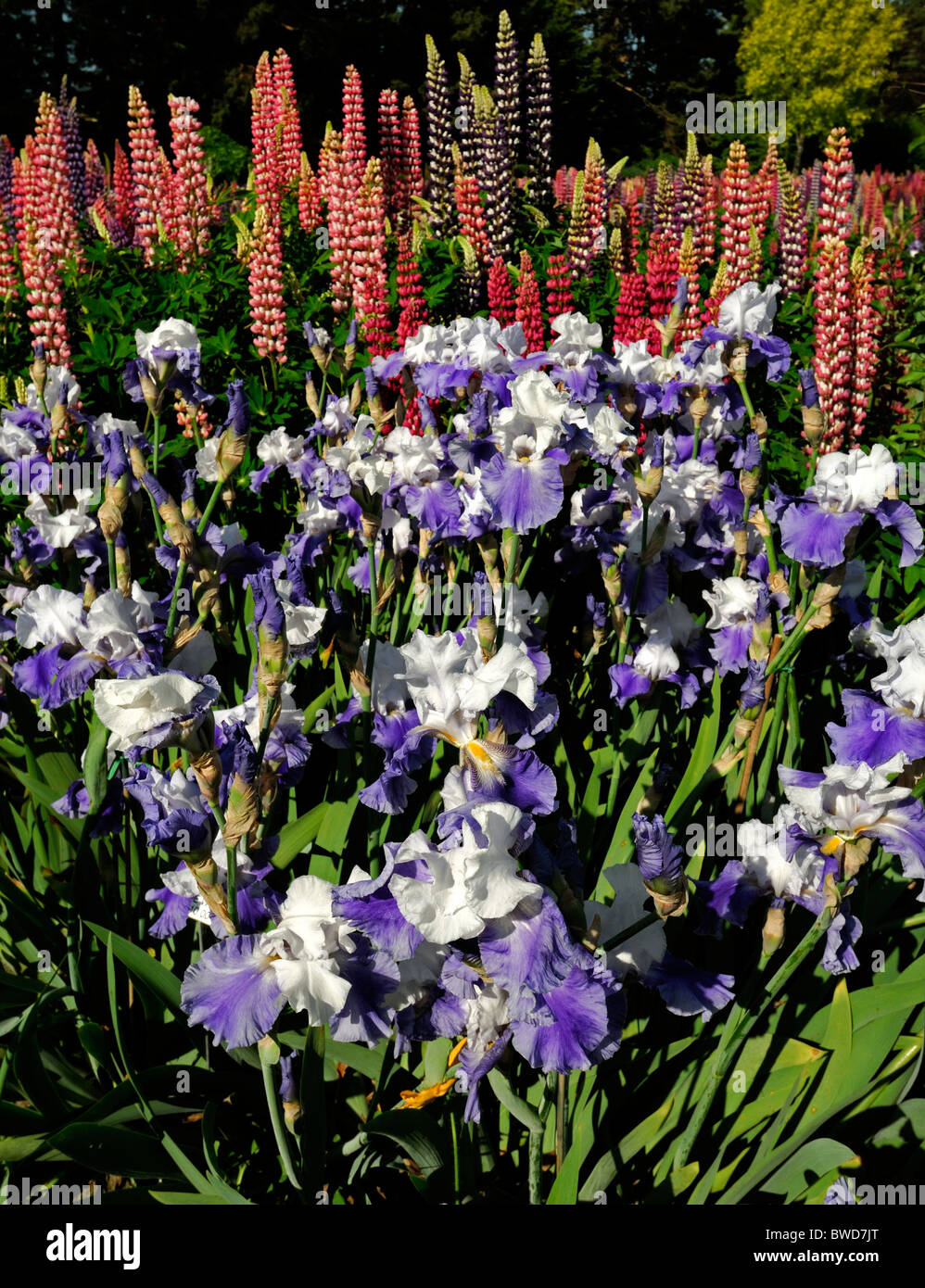 Herbácea perenne mixta parterre jardín fronterizo multi color colores múltiples verano colorido colorido altramuz iris barbado Foto de stock