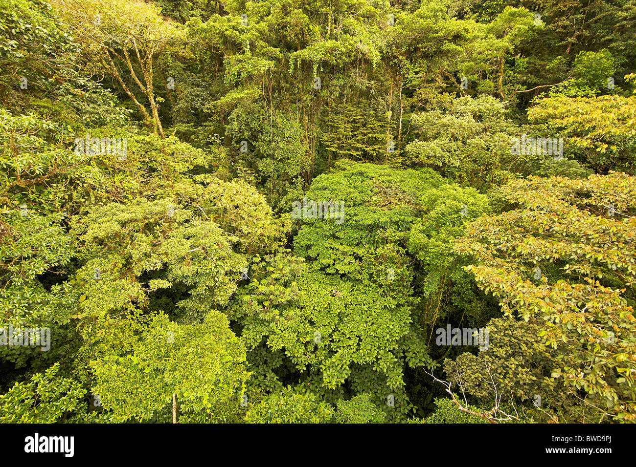 Este es el peligro de un original del dosel del bosque lluvioso de América central con vegetación muy complejo. Foto de stock