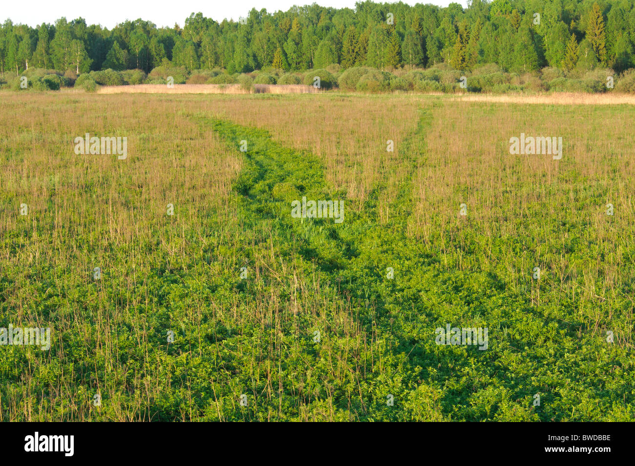 Llanura de pastizales en la reserva natural de la onu palienes Pededzes 'Sitas' Foto de stock