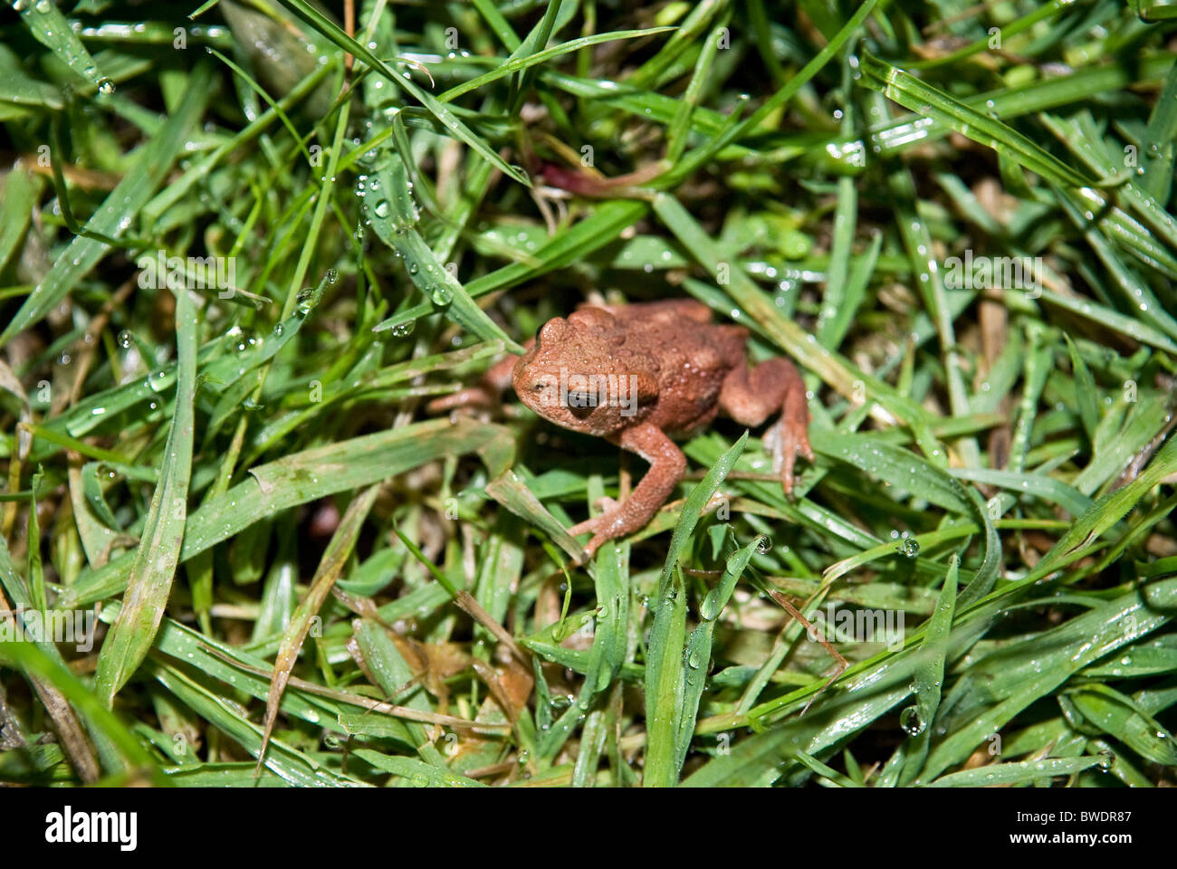 Pequeños sapo marrón en hierba Foto de stock
